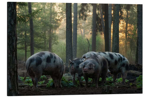 Tableau en aluminium Happy pigs