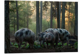 Quadro em plexi-alumínio Happy pigs