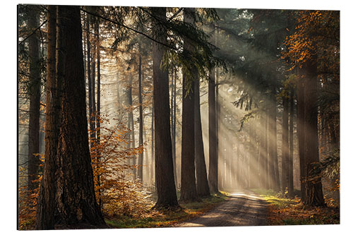 Tableau en aluminium Beautiful light in the Dutch forests