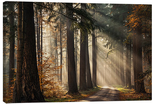 Canvas print Beautiful light in the Dutch forests