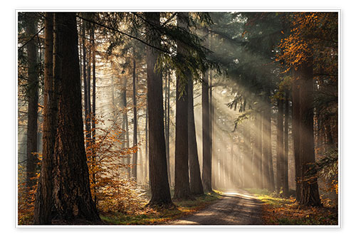Poster Beautiful light in the Dutch forests
