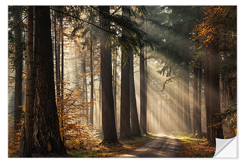 Sticker mural Beautiful light in the Dutch forests