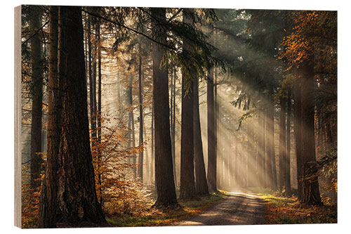 Wood print Beautiful light in the Dutch forests