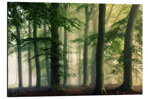 Aluminiumsbilde Early fall forest