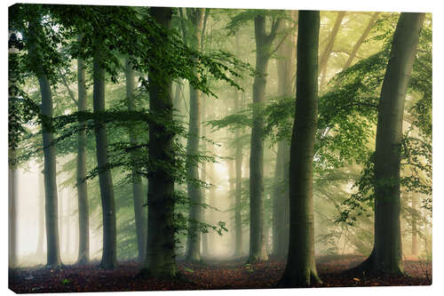 Leinwandbild Frühherbstwald