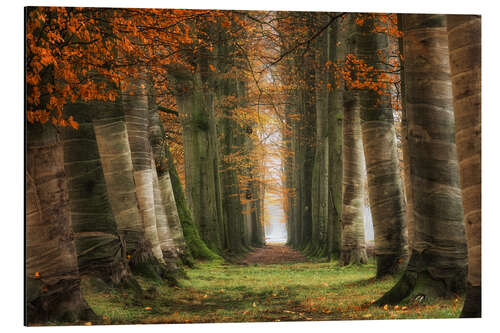 Tableau en aluminium Covered trees