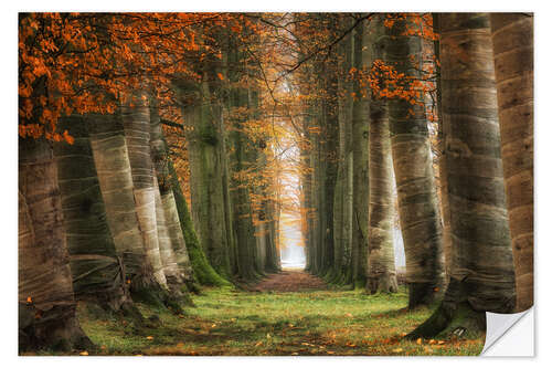 Selvklebende plakat Covered trees