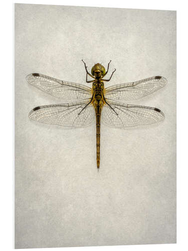 Foam board print Big brown dragonfly