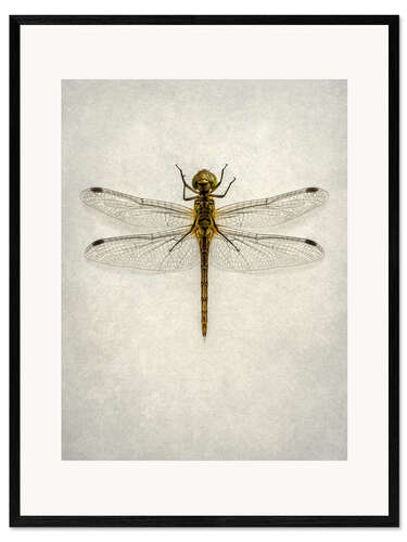Kehystetty taidepainatus Big brown dragonfly