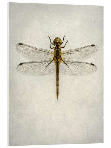 Gallery print Big brown dragonfly