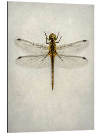 Magnettafel Große braune Libelle