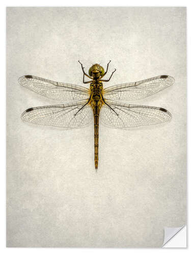 Sticker mural Big brown dragonfly