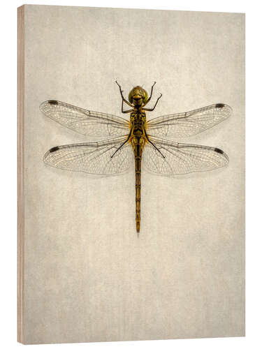 Wood print Big brown dragonfly