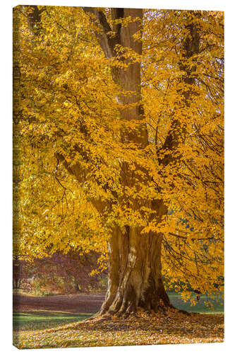 Tableau sur toile Mighty linden tree in autumn