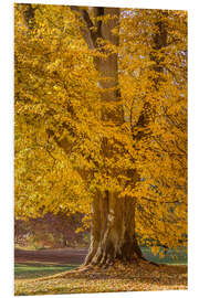 PVC-tavla Mighty linden tree in autumn