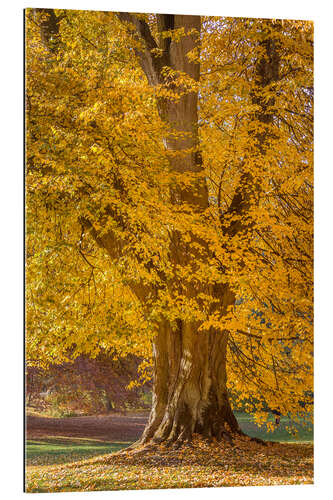 Tableau en plexi-alu Mighty linden tree in autumn