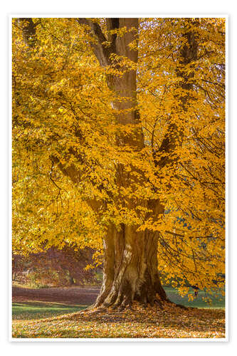 Poster Mighty linden tree in autumn