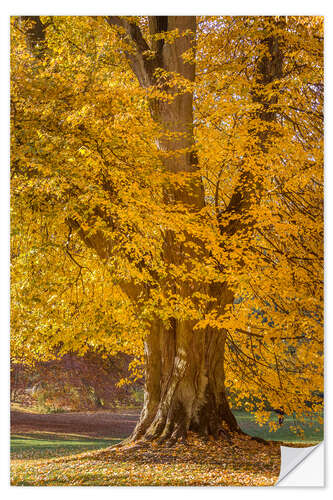 Selvklebende plakat Mighty linden tree in autumn
