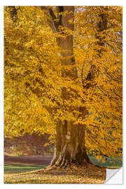 Wall sticker Mighty linden tree in autumn