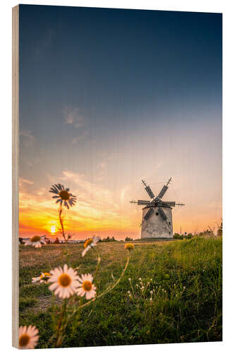 Stampa su legno Windmill in sunset