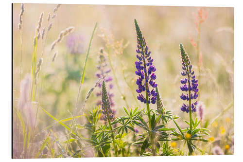 Alubild Lupinen in einer Wiese