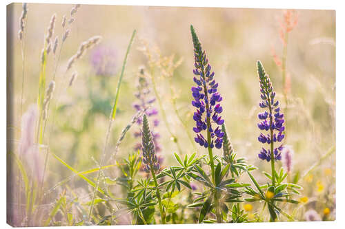 Leinwandbild Lupinen in einer Wiese