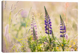 Canvas print Lupins in a meadow