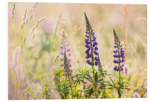 Foam board print Lupins in a meadow