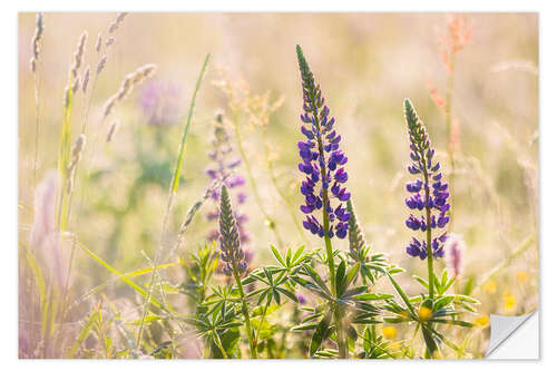 Wall sticker Lupins in a meadow