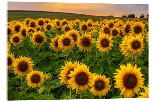 Acrylic print Sunflower field in the evening light