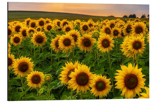 Quadro em alumínio Sunflower field in the evening light