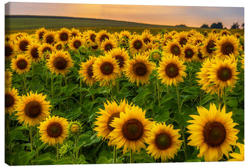 Leinwandbild Sonnenblumenfeld im Abendlicht