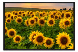 Gerahmter Kunstdruck Sonnenblumenfeld im Abendlicht
