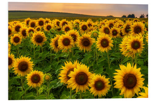 Obraz na PCV Sunflower field in the evening light