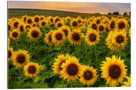 Tableau en plexi-alu Sunflower field in the evening light