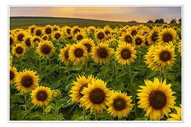 Poster Sonnenblumenfeld im Abendlicht