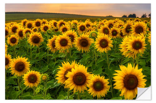 Naklejka na ścianę Sunflower field in the evening light