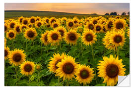 Wall sticker Sunflower field in the evening light