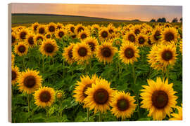 Wood print Sunflower field in the evening light