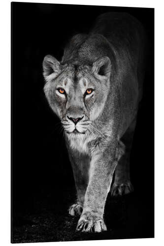 Aluminium print Night lioness with shining ebony eyes