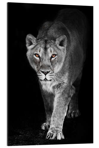 Galleritryk Night lioness with shining ebony eyes