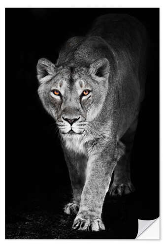 Selvklebende plakat Night lioness with shining ebony eyes