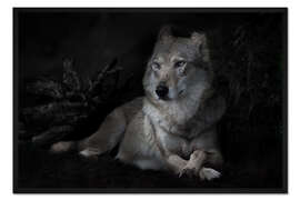 Gerahmter Kunstdruck Schlanke, eigenständige Wölfin