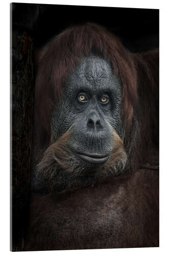 Akrylglastavla Female orangutan