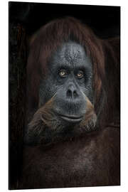 Aluminium print Female orangutan