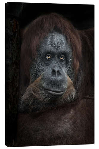 Canvas print Female orangutan