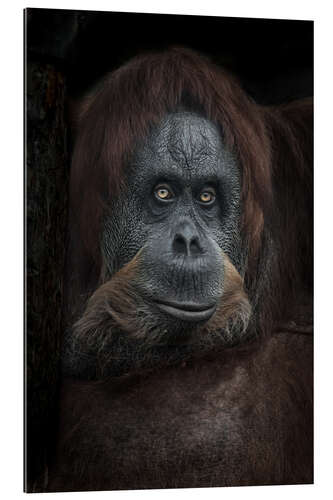 Galleritryck Female orangutan