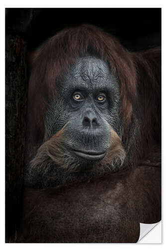 Selvklebende plakat Female orangutan