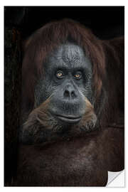 Självhäftande poster Female orangutan