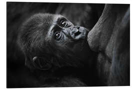 Aluminium print Sweet baby gorilla on mother's breast